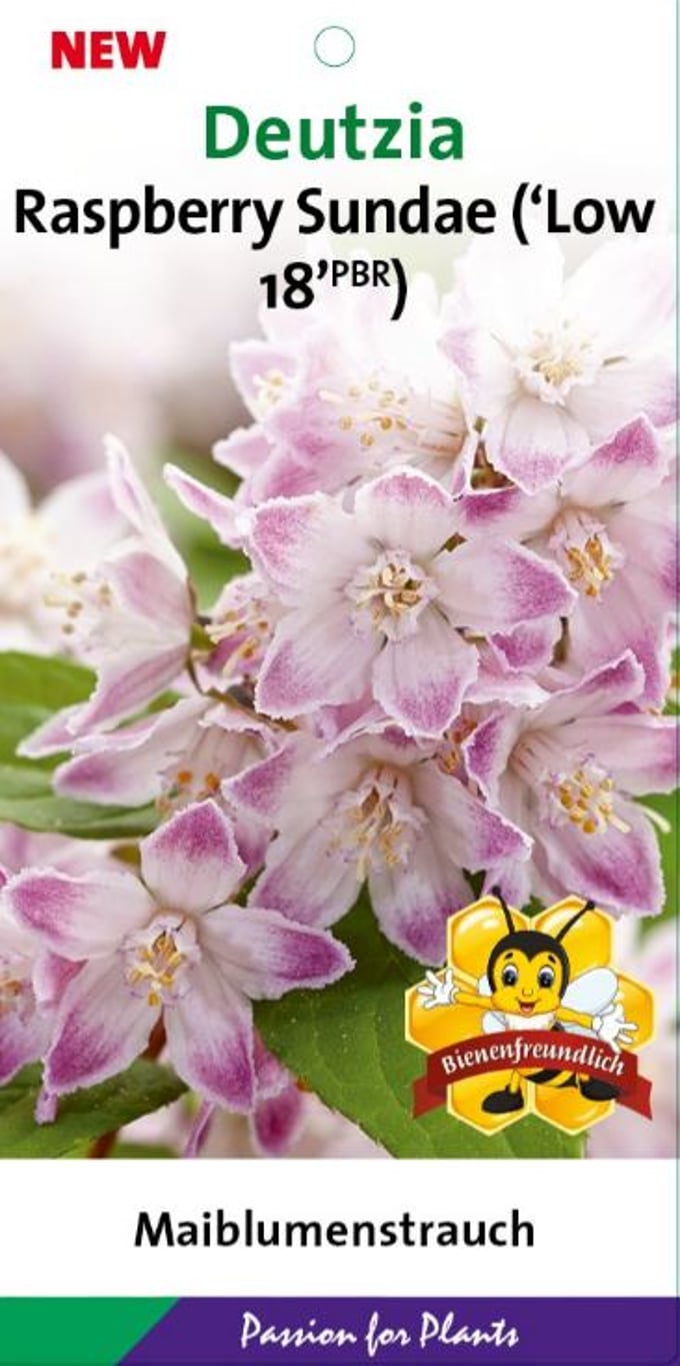 Deutzia 'Raspberry Sundae' - C5 50-60 CM